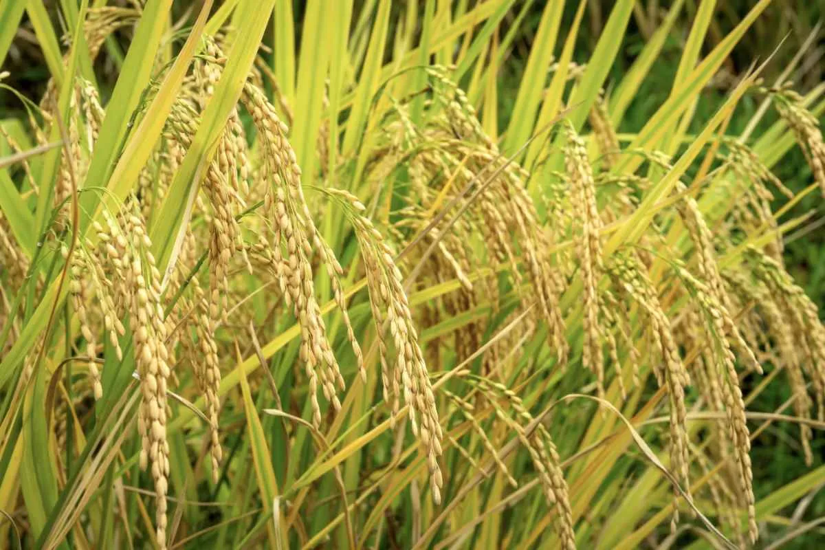 Queda nos preços do arroz pressiona margens dos produtores