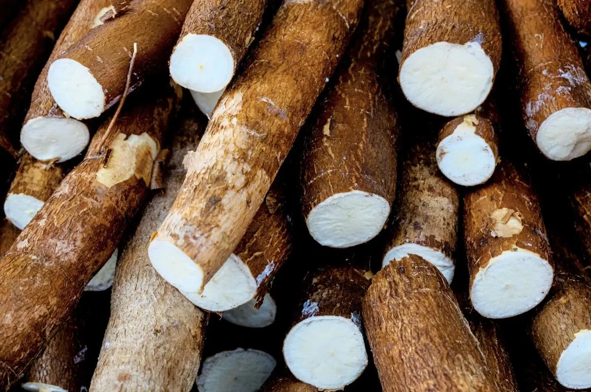 Crescimento na demanda reduz queda nos preços da mandioca