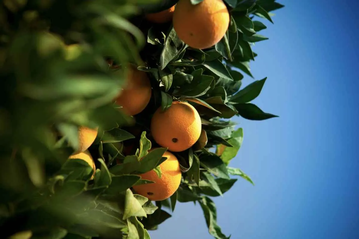 Oferta antecipada da laranja pera pressiona mercado e derruba preços