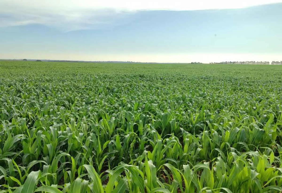 Alerta meteorológico acende sinal de atenção para agricultores de Mato Grosso do Sul