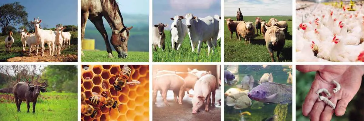 Produtor rural tem até 30 de junho para atualizar rebanho no Paraná