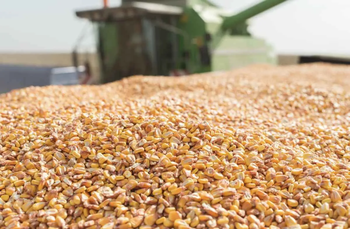 Milho recua em abril com demanda fraca e expectativa de boa safra