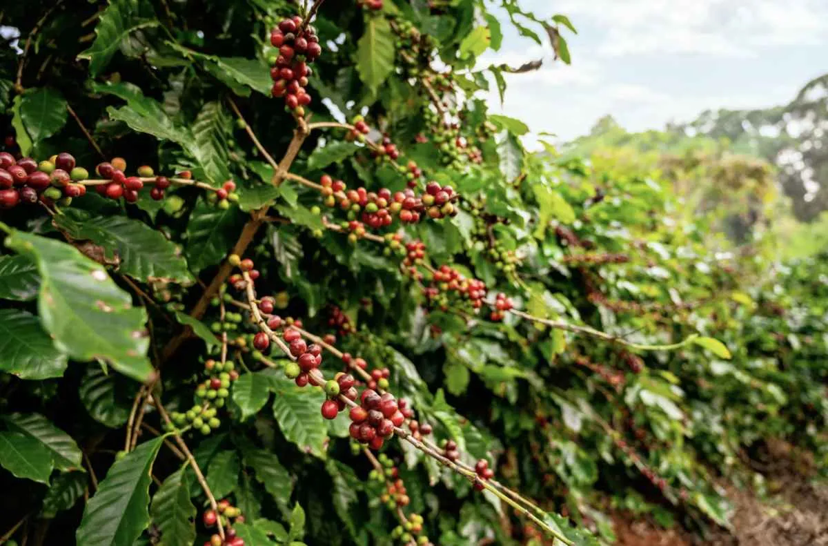 Produção de café em 2025 deve crescer 2,7%, totalizando 55,7 milhões de sacas