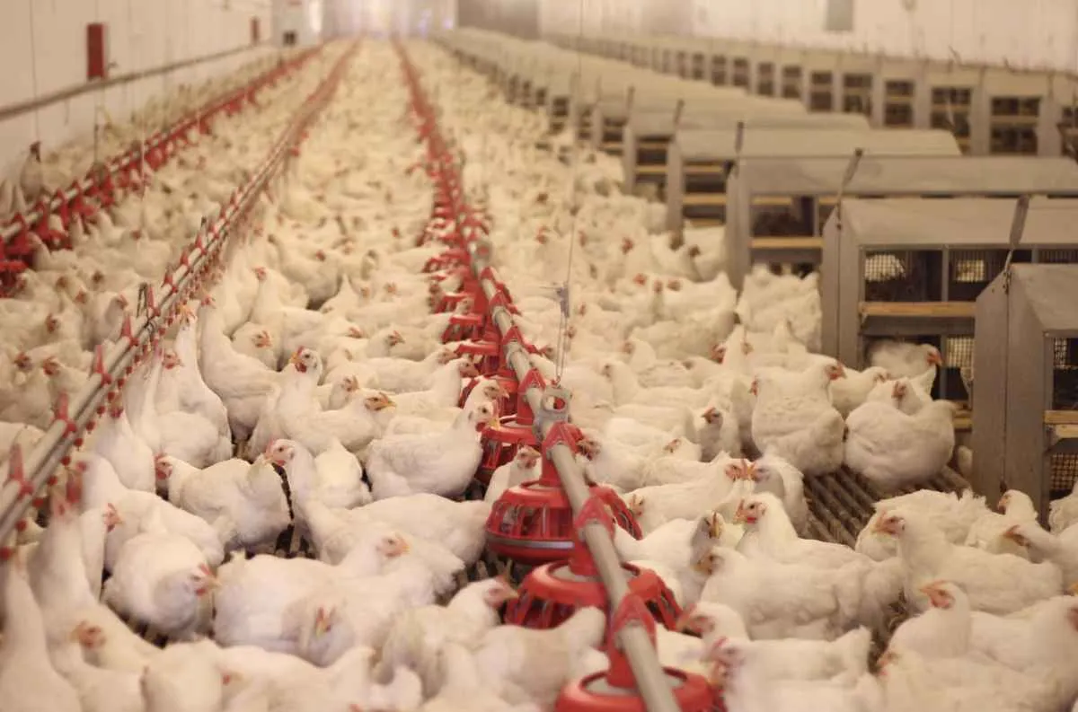 Exportações de carne de aves do Brasil enfrentam restrições em 24 países