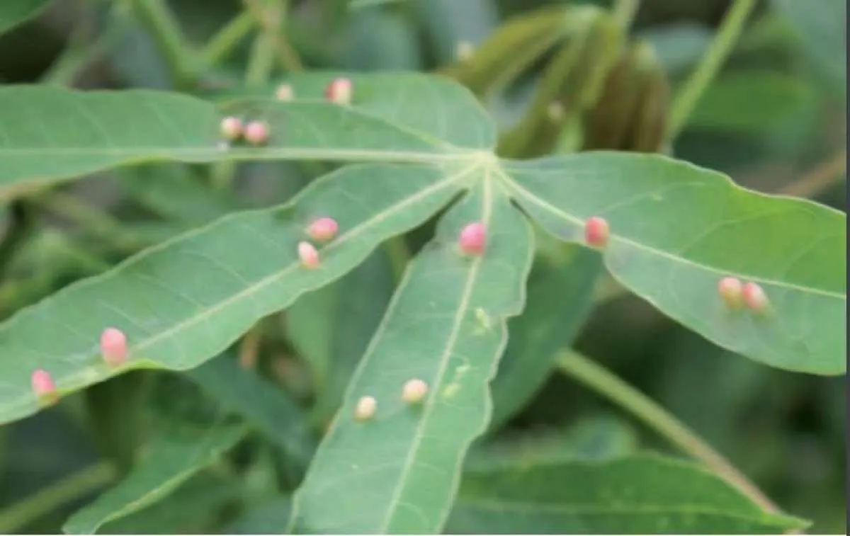 Mosca-das-galhas prejudica plantações de mandioca no Tocantins