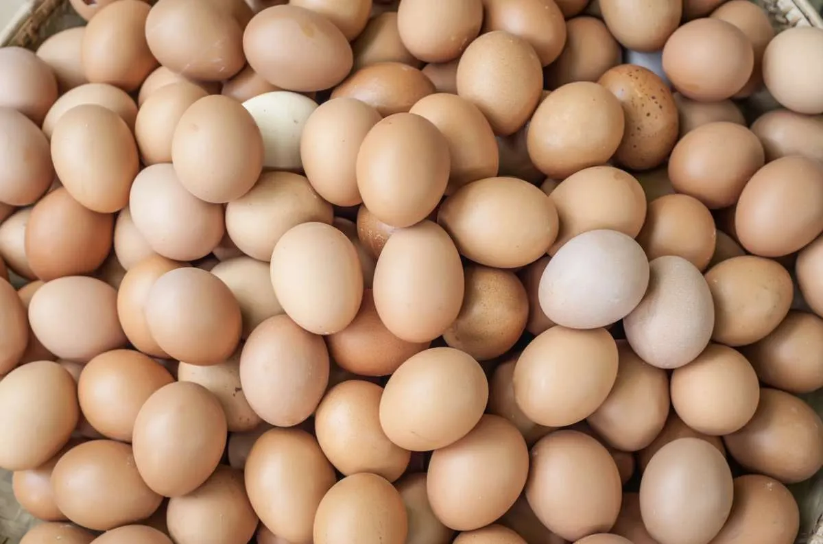 Demanda enfraquecida derruba preços dos ovos no mercado interno