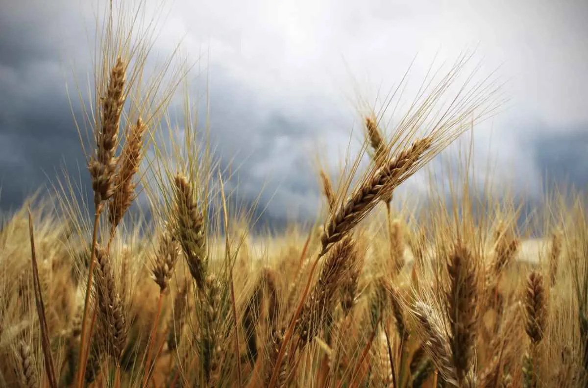 Mercado do trigo segue lento com foco no cultivo da nova safra