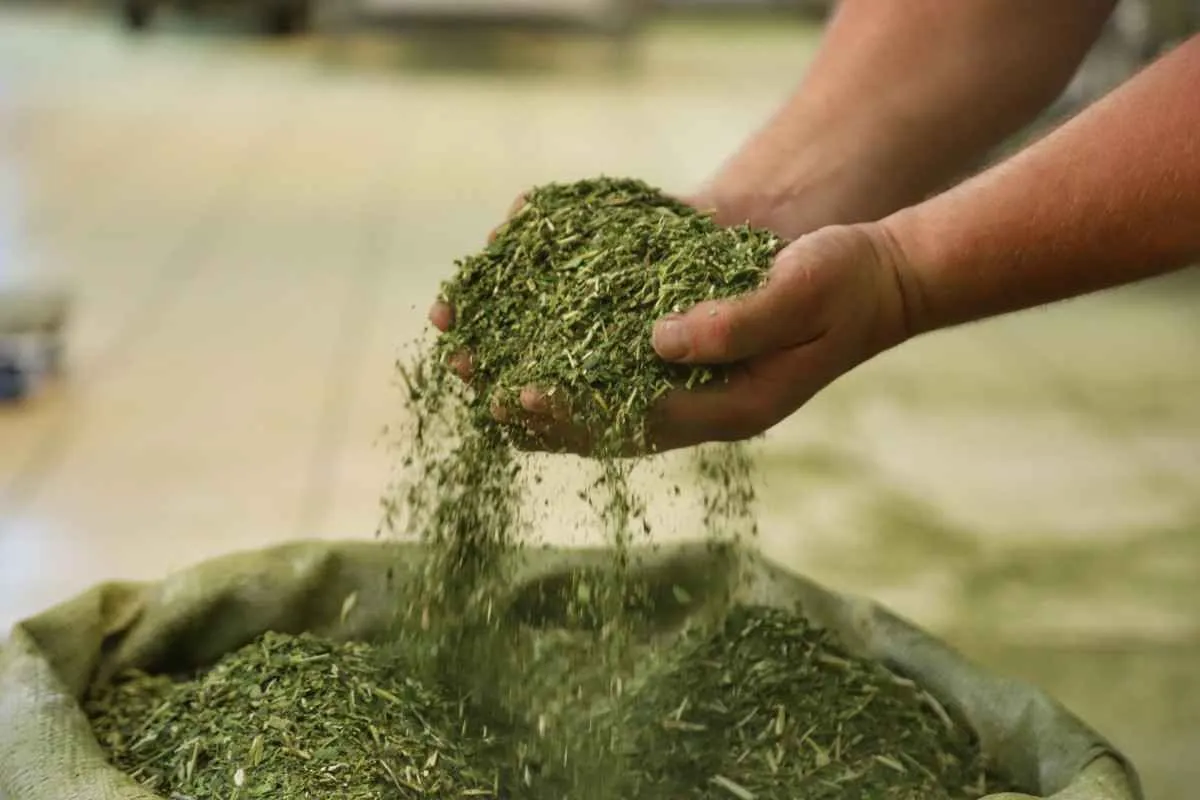 Cultivo de erva-mate do Paraná é reconhecido pela ONU como Patrimônio Agrícola Mundial