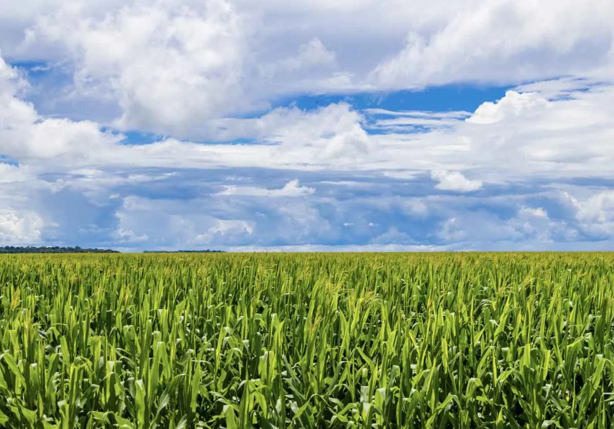 Cenário de endividamento preocupa Aprosoja MT, que cobra medidas estruturantes para o campo