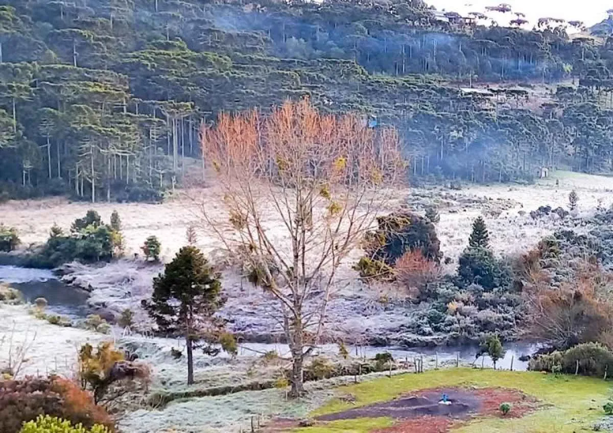 Geada ameaça plantas em desenvolvimento com a chegada do frio no Centro-Sul