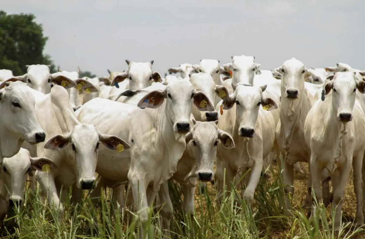 Goiás registra recorde no abate de bovinos no 1º trimestre de 2025 e se mantém entre líderes nacionais