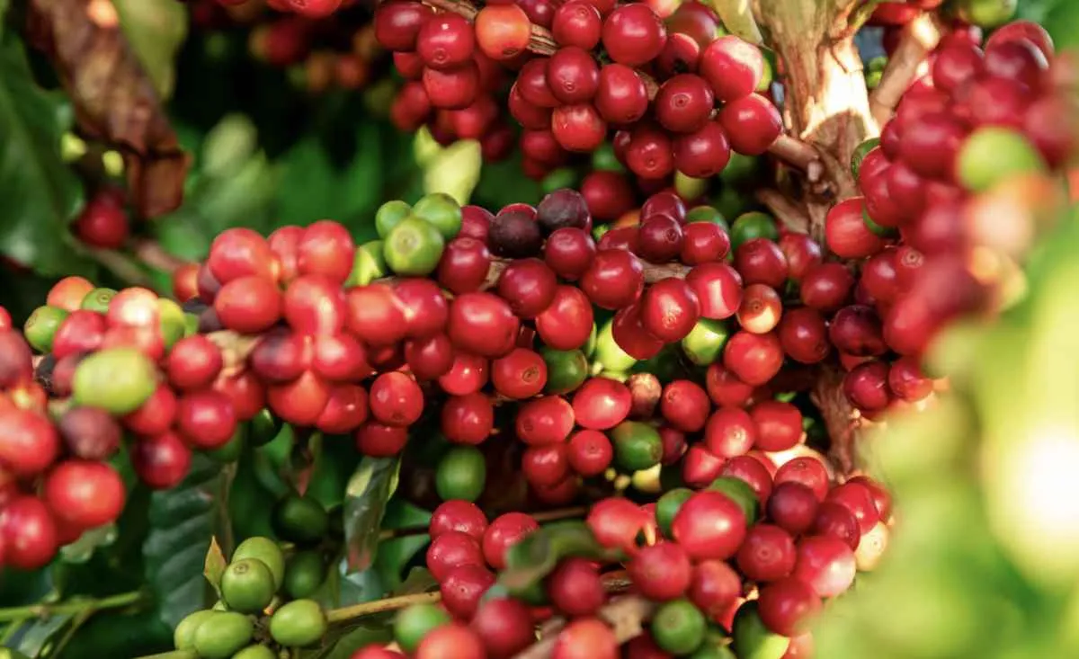 Funcafé libera R$ 7,18 bilhões para impulsionar cafeicultura