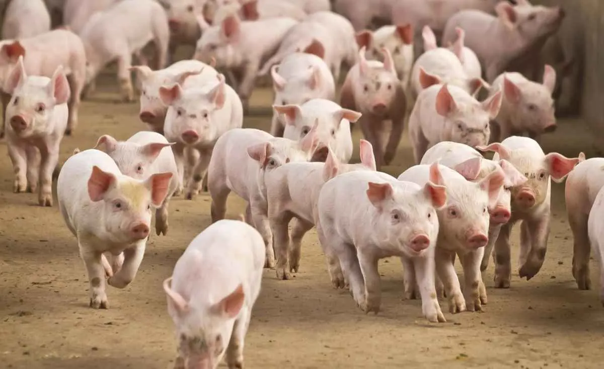 Diferença de preços faz carne suína perder espaço para a de frango em junho