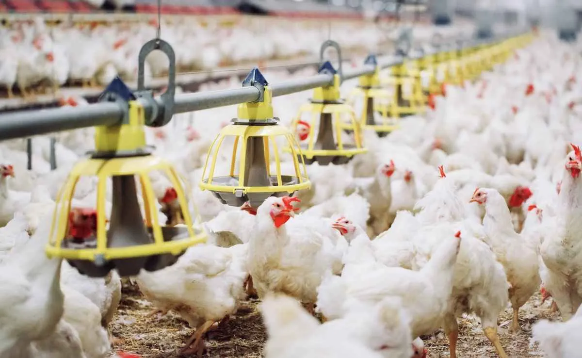 Exportações brasileiras de carne de frango seguem limitadas após foco de gripe aviária
