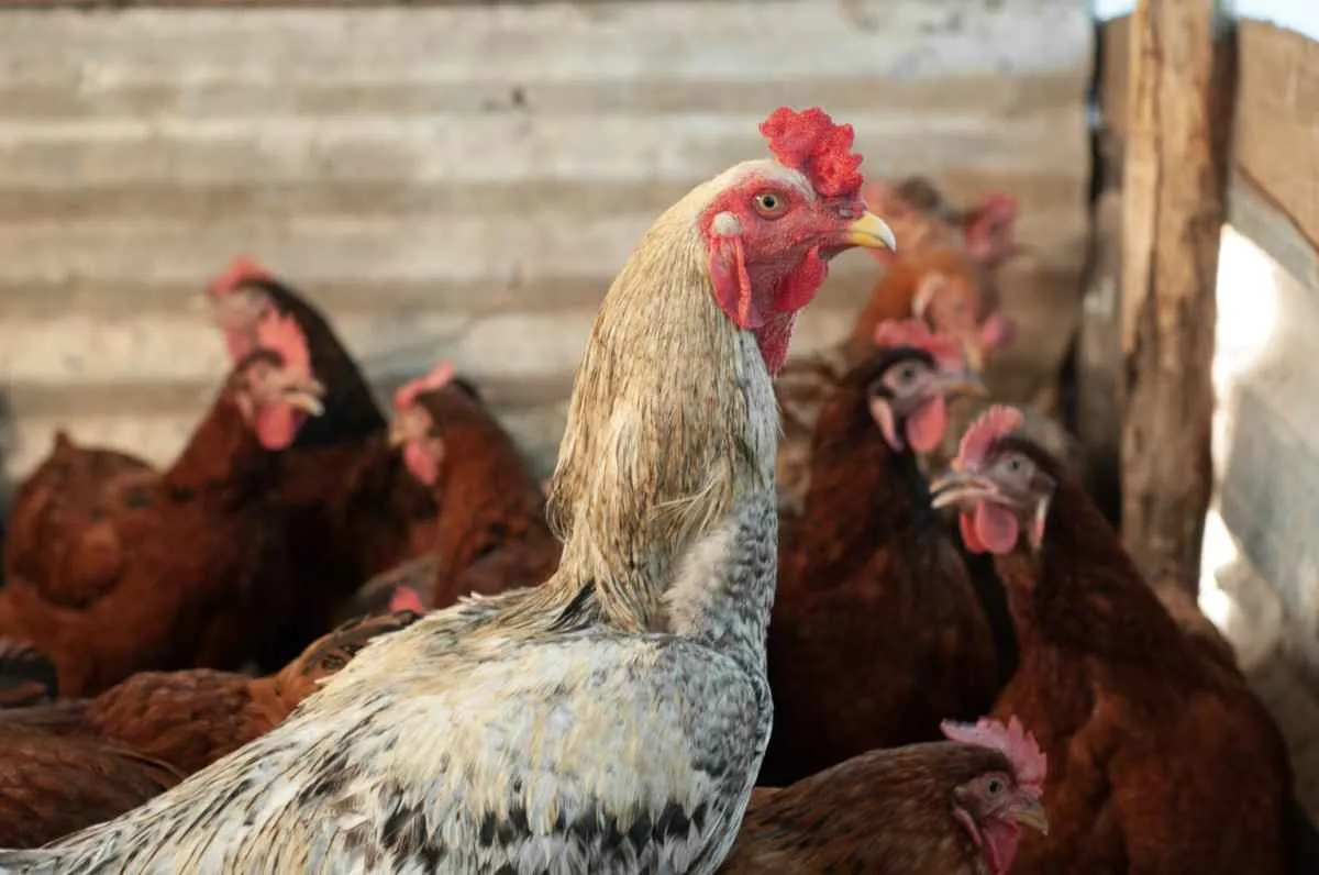 Agrodefesa investiga novos casos suspeitos de gripe aviária em aves de subsistência em Goiás