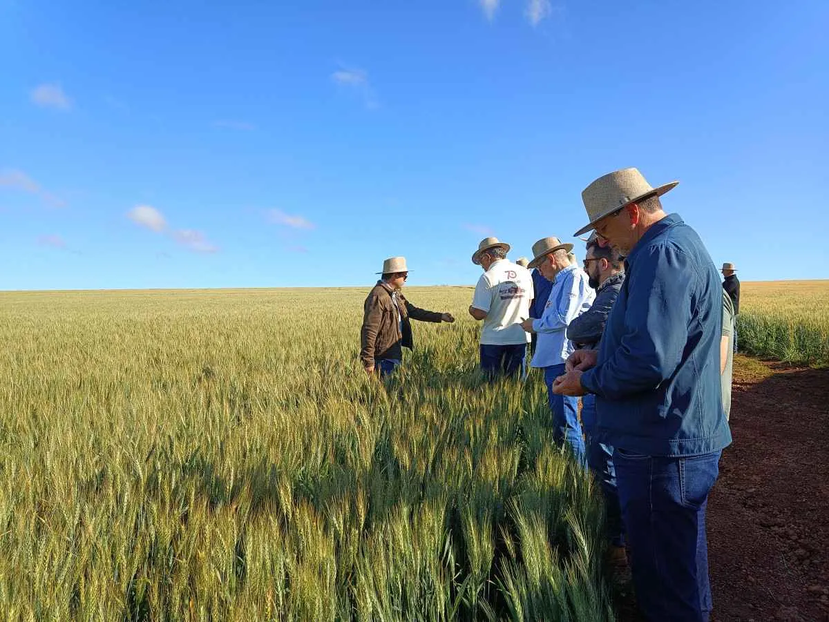 Indústria moageira aposta no Cerrado e reforça potencial do trigo na região