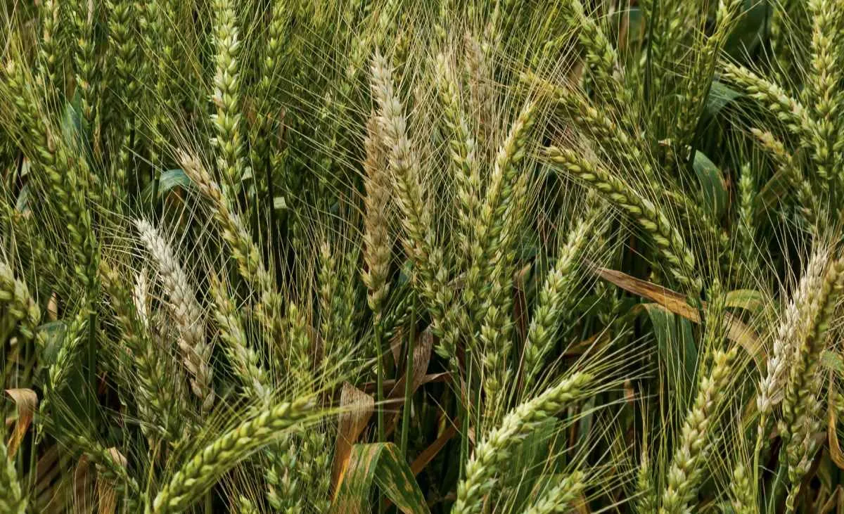 Chuvas atrasam plantio e afetam lavouras de trigo no Rio Grande do Sul