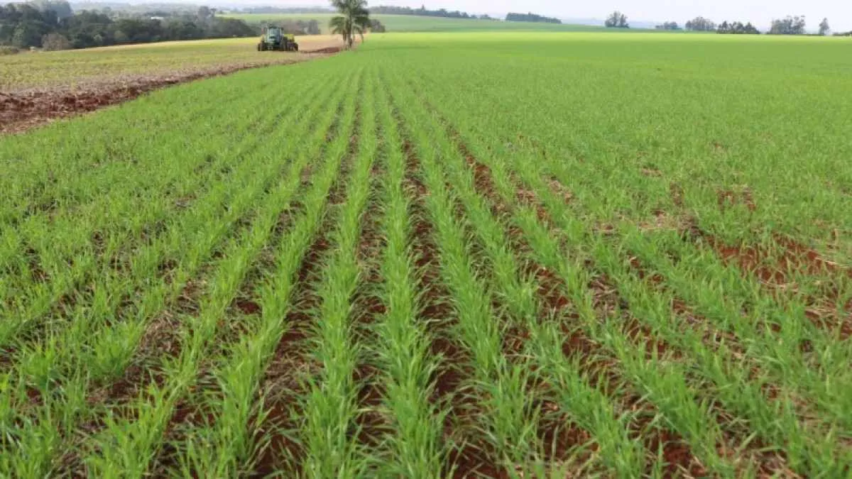 Plantio do trigo avança no RS e já cobre mais de 37% da área estimada