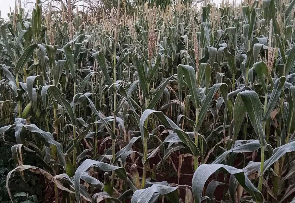 Geada preocupa produtores e pode afetar safra de milho, trigo e hortaliças no Paraná