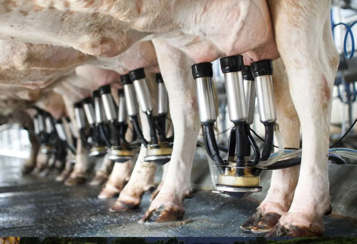 Custo de produção do leite volta a subir em abril no Rio Grande do Sul