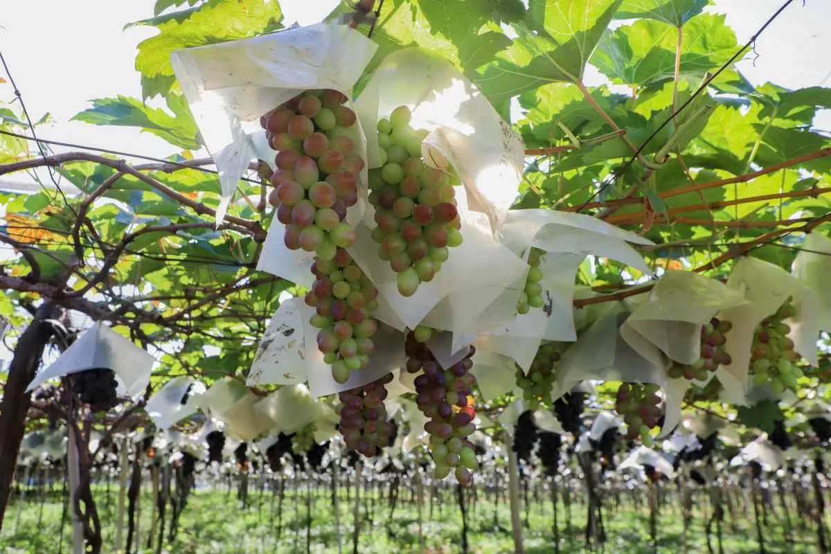 Adapar inicia mapeamento de pomares de uva para prevenir deriva de agrotóxicos