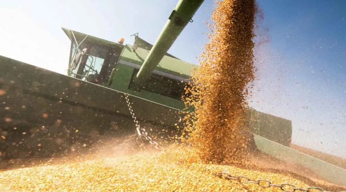 Excesso de chuva no RS reduz produtividade do milho e atrasa colheita em várias regiões