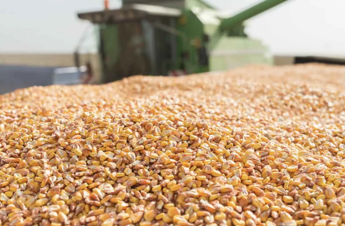 Baixas temperaturas desaceleram colheita do milho 2ª safra em diversos estados brasileiros