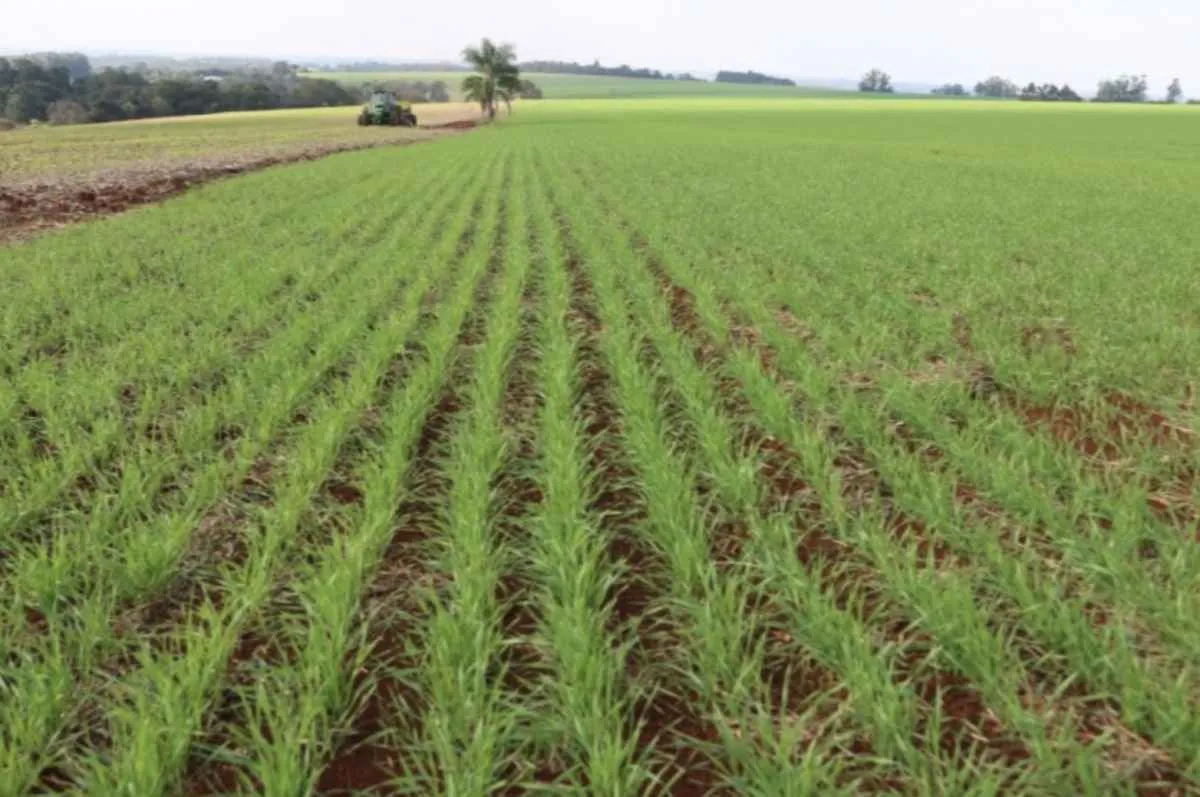 Mercado do trigo segue travado no Sul do Brasil enquanto câmbio e cenário global influenciam preços