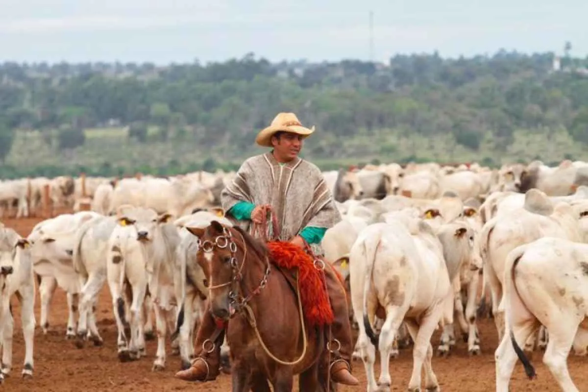 Frio intenso e geadas em MS ameaçam lavouras e dificultam alimentação do rebanho