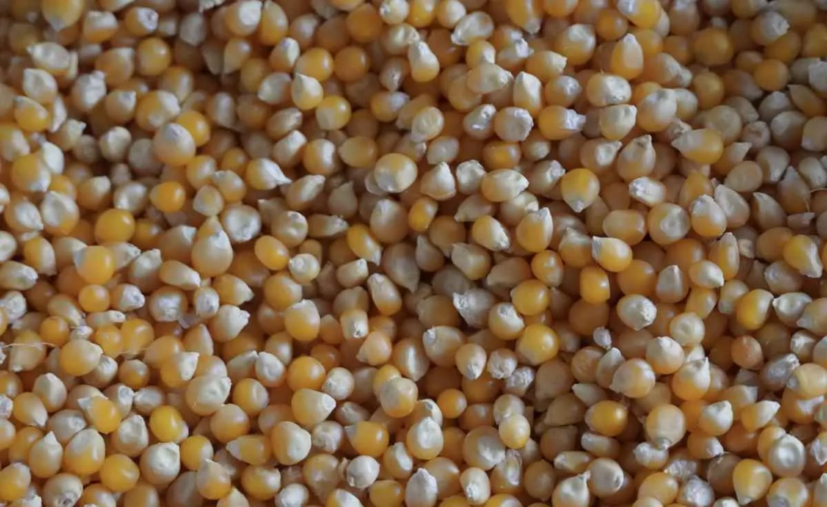 USDA reduz estoques finais globais de milho, mesmo com produção maior nos EUA e exportações inalteradas