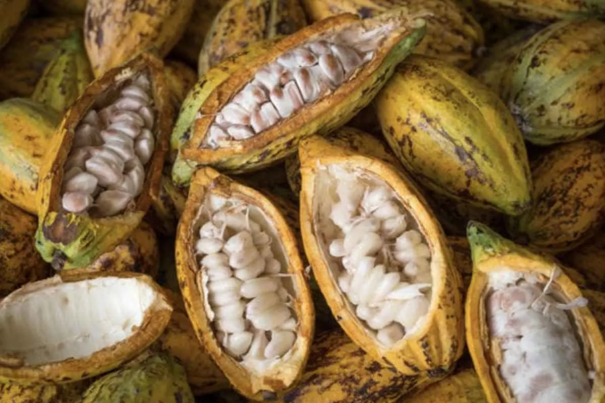 Mercado de cacau segue volátil com chuvas irregulares e possível corte nas exportações