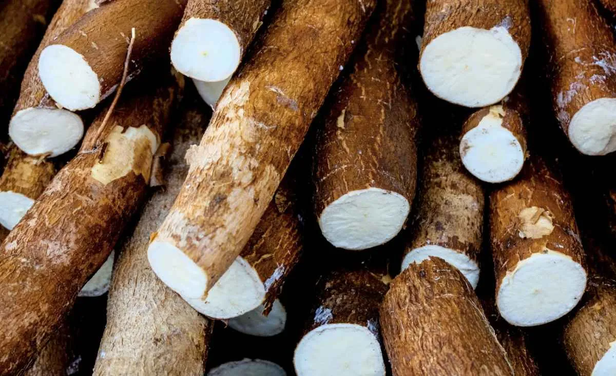 Cotações da mandioca caem pela terceira semana seguida com aumento da oferta