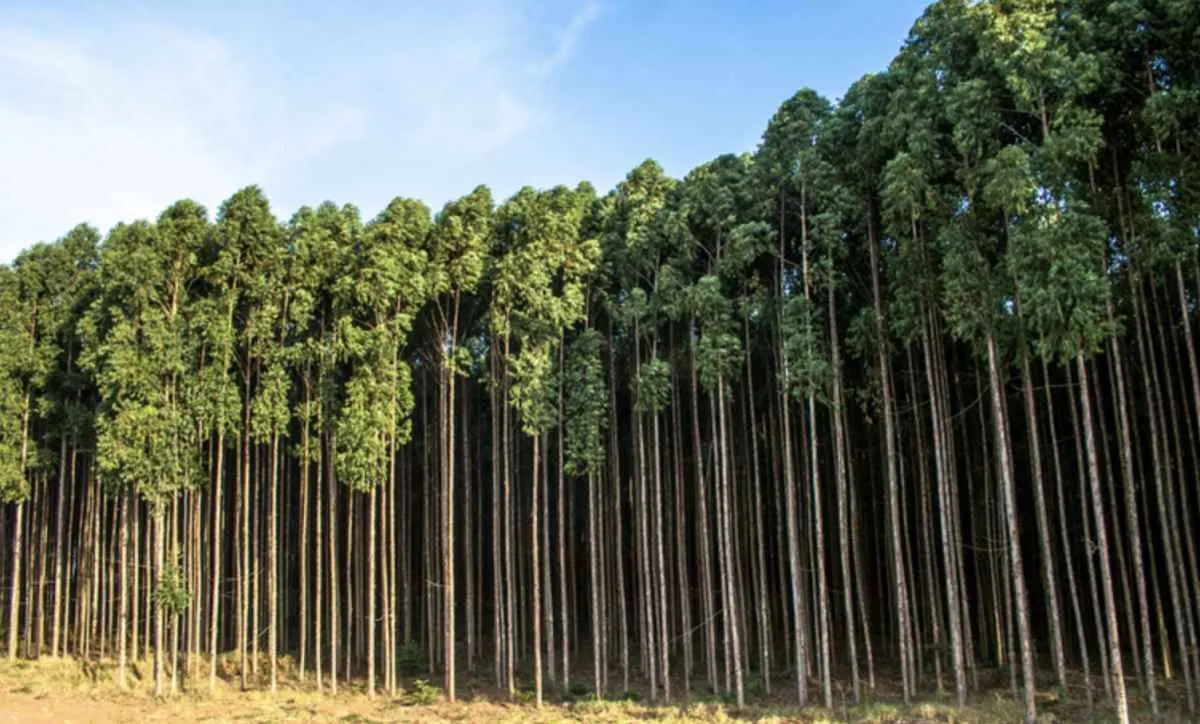 Exportações do agro somam US$ 14,9 bilhões em maio com recordes em produtos de nicho e alta na celulose