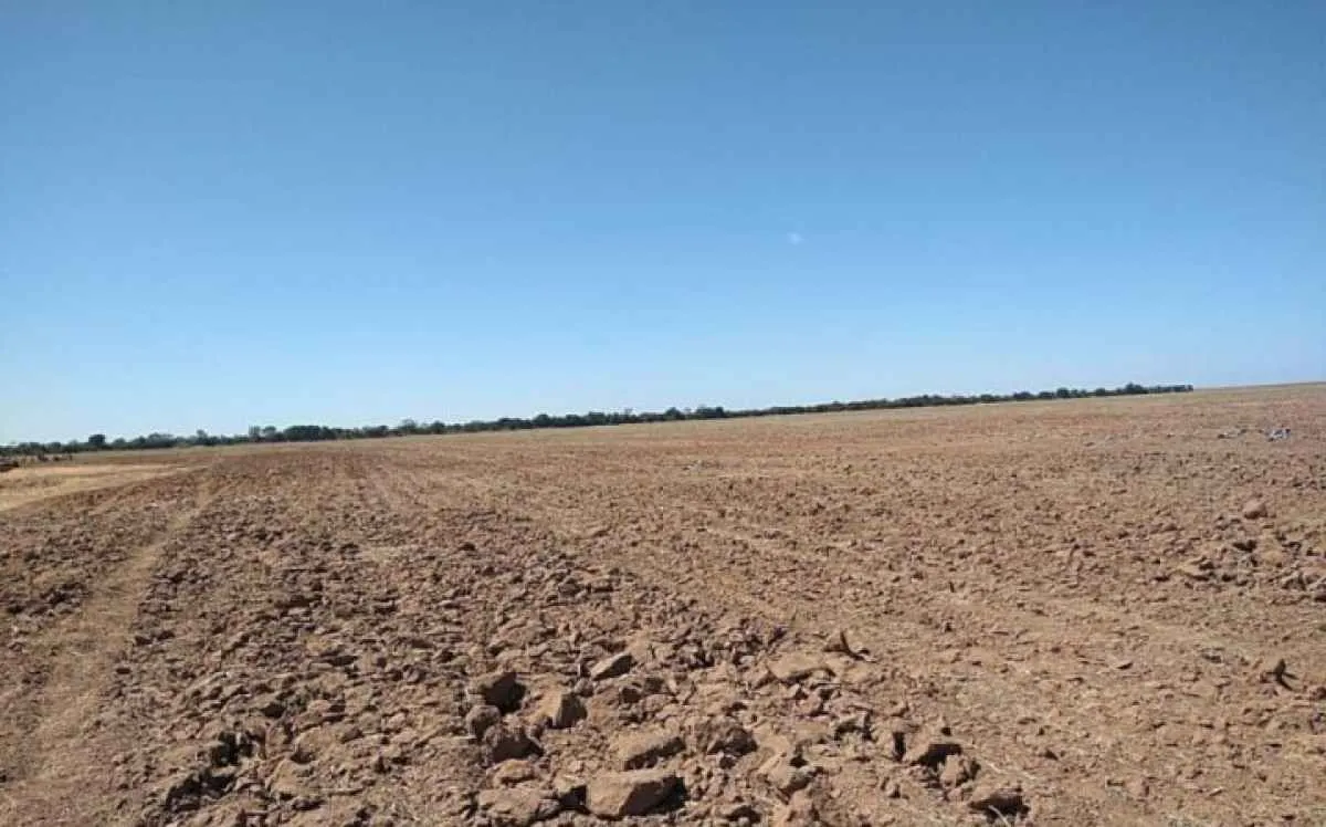 Bahia estabelece vazio sanitário regionalizado da soja para conter ferrugem asiática
