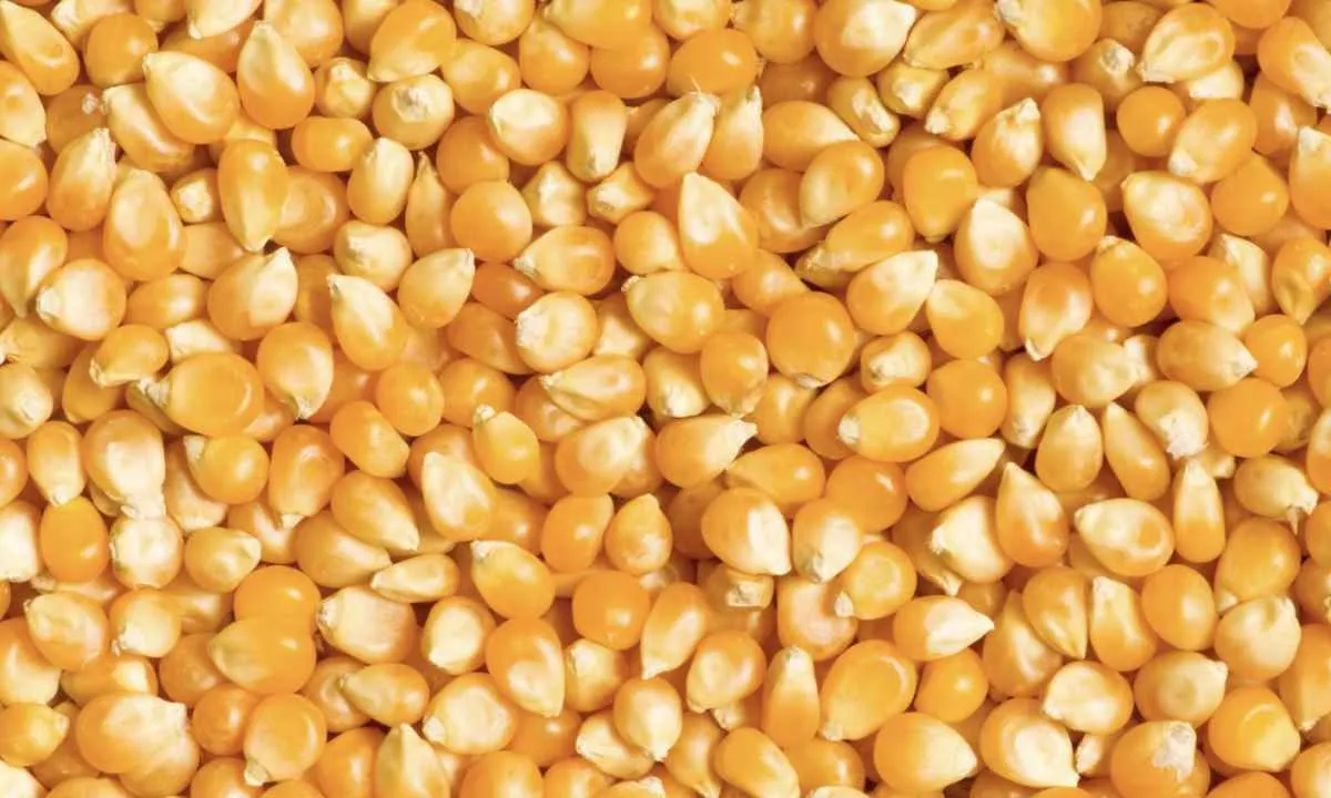 Alta na estimativa de produção mantém pressão sobre os preços do milho