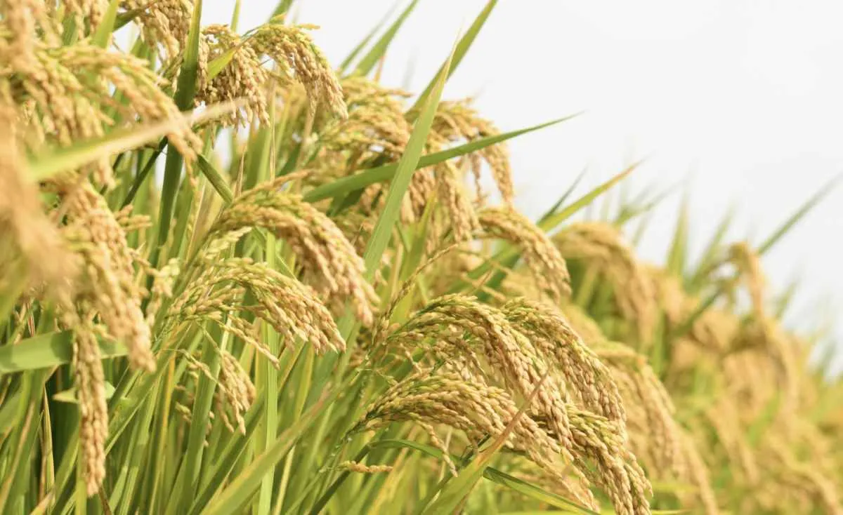 Demanda interna e externa amenizam queda nos preços do arroz