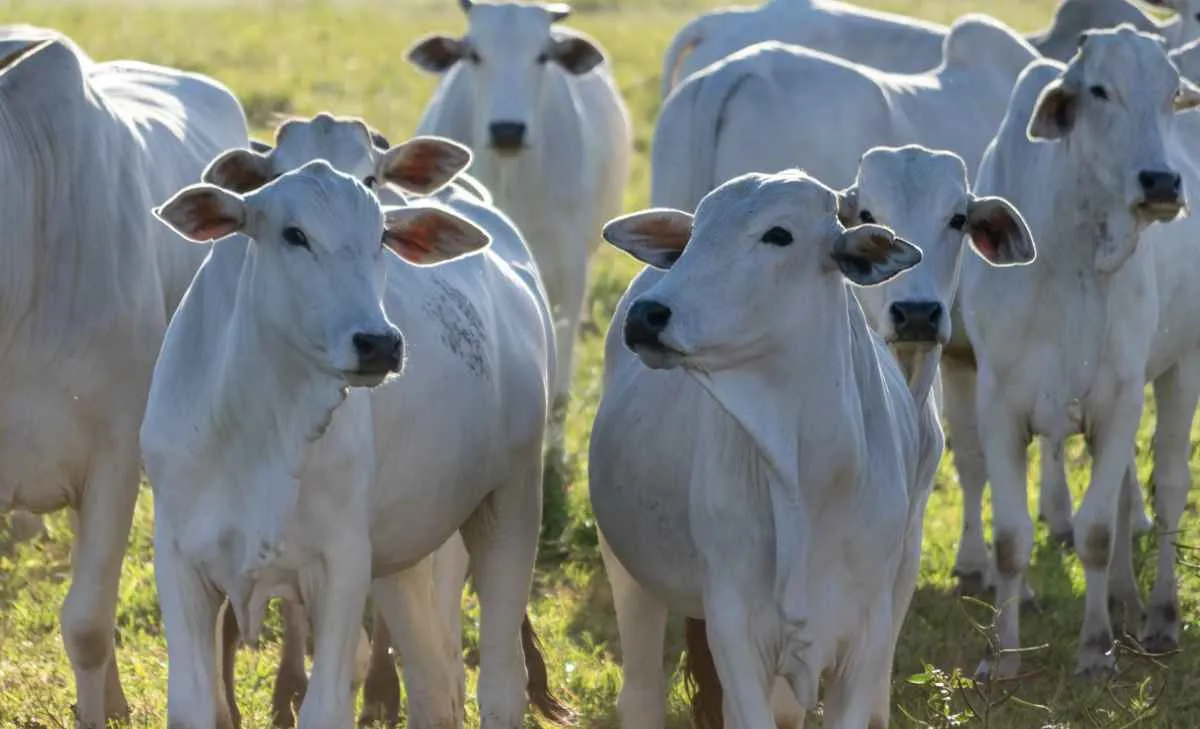 Secretaria de Agricultura lança linha de crédito para fortalecer pecuária de corte em SP