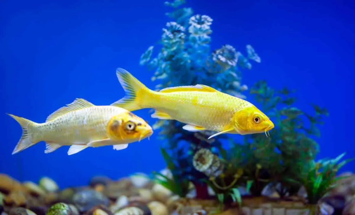 Brasil conquista novo mercado para peixes ornamentais com exportação ao Uruguai