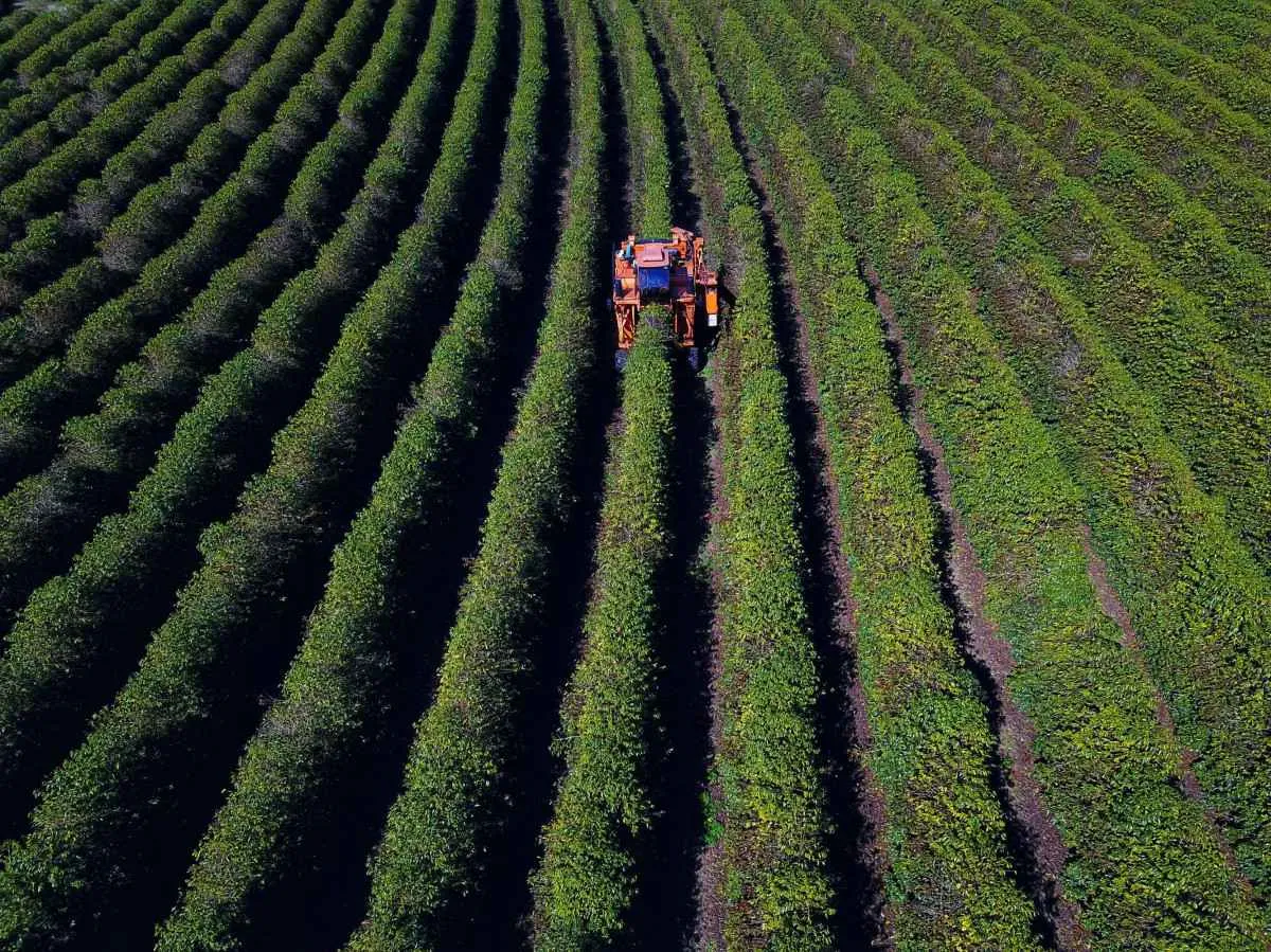 Com colheita avançando, produtores de café no Paraná começam a aproveitar preços em alta e margem positiva