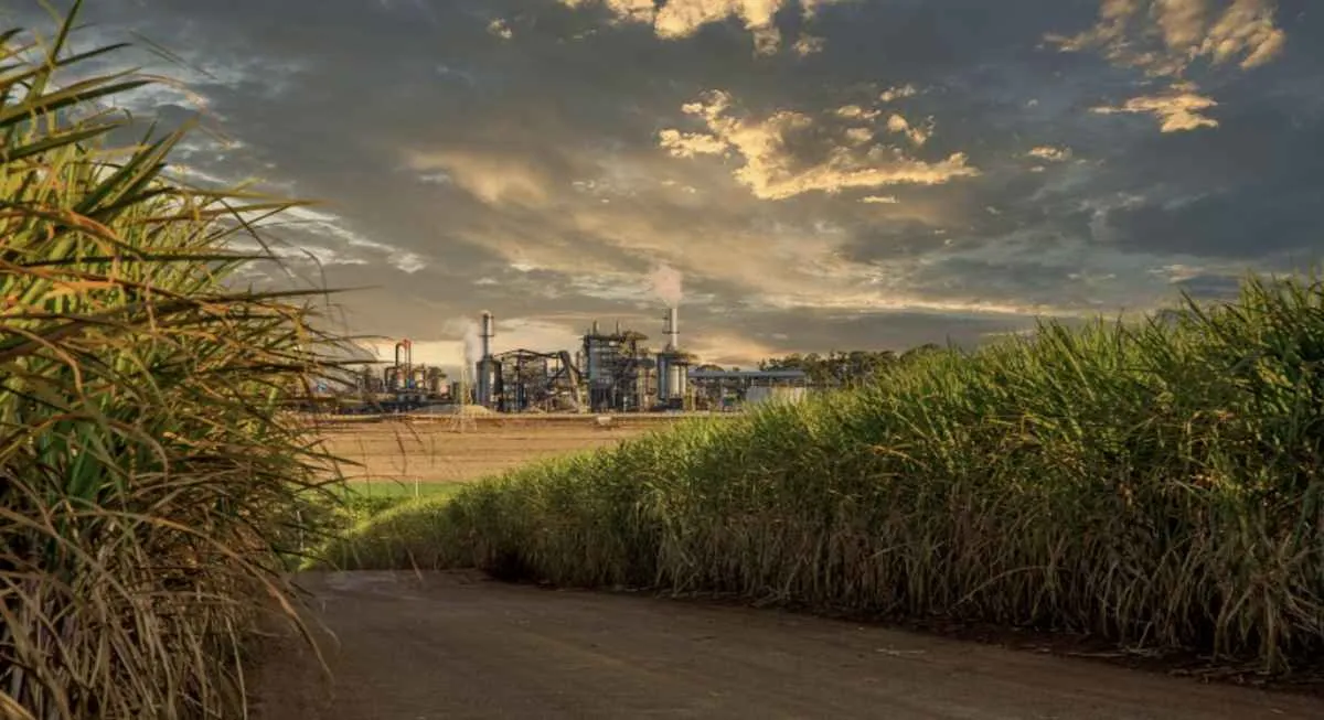 Moagem de cana recua 11,85% na safra 2025/26 no Centro-Sul, aponta balanço de maio