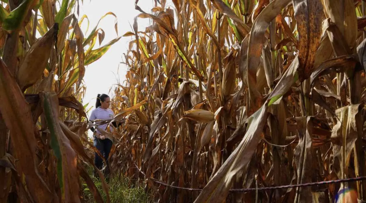 Imea em Campo avança no levantamento do milho e amplia monitoramento em Mato Grosso