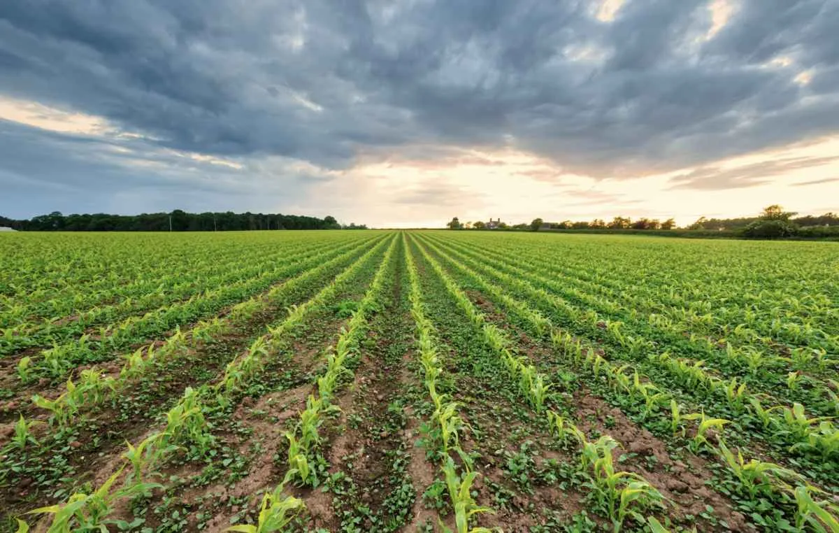 VBP da agropecuária pode crescer 12,3% em 2025 e alcançar R$ 1,52 trilhão