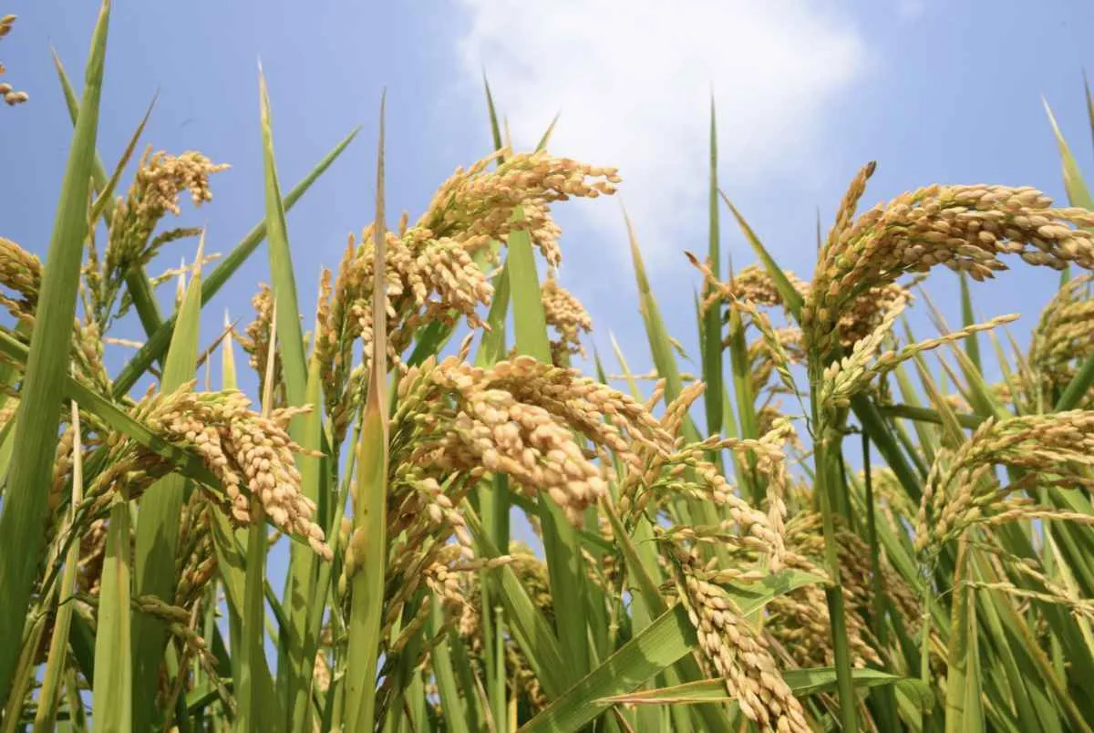 Preços do arroz em casca são os menores em três anos