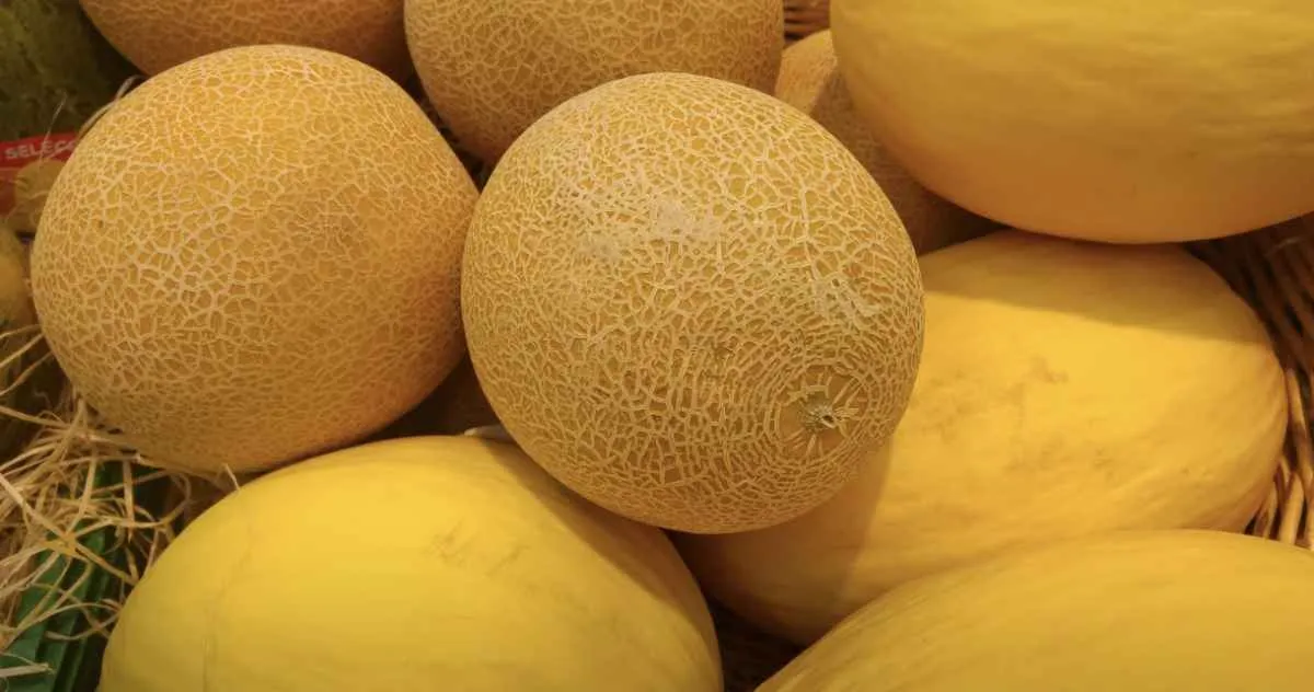 Preço do melão no Vale do São Francisco tem a 2ª pior média histórica