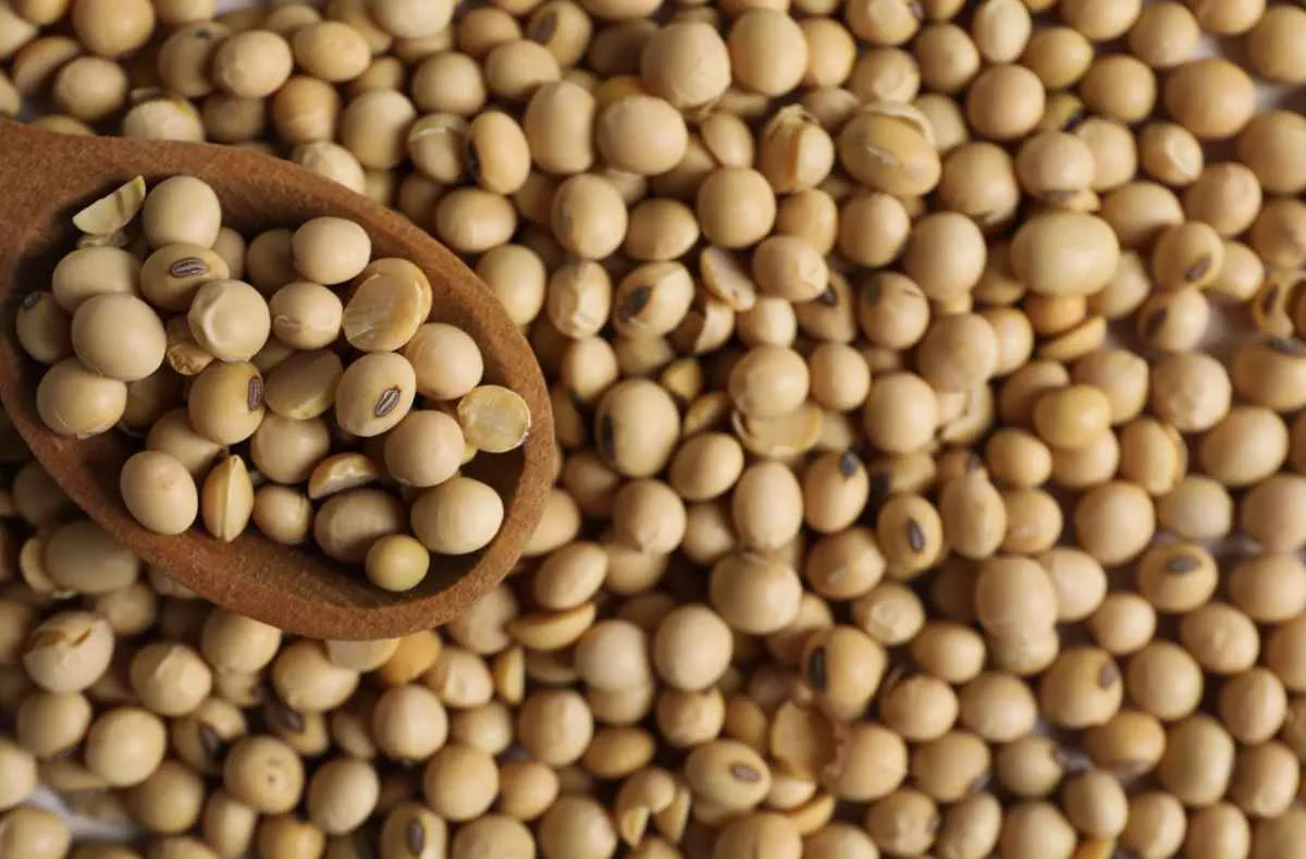 Demanda externa mantém preços da soja firmes no mercado interno