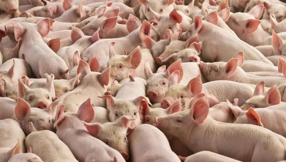 Queda dos insumos e alta do suíno vivo fortalecem poder de compra do produtor