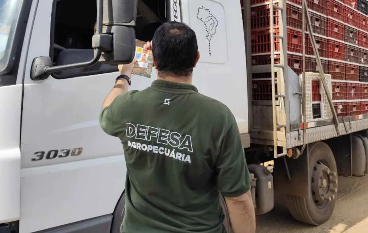 Goiás conclui ações emergenciais contra foco de gripe aviária em aves de subsistência