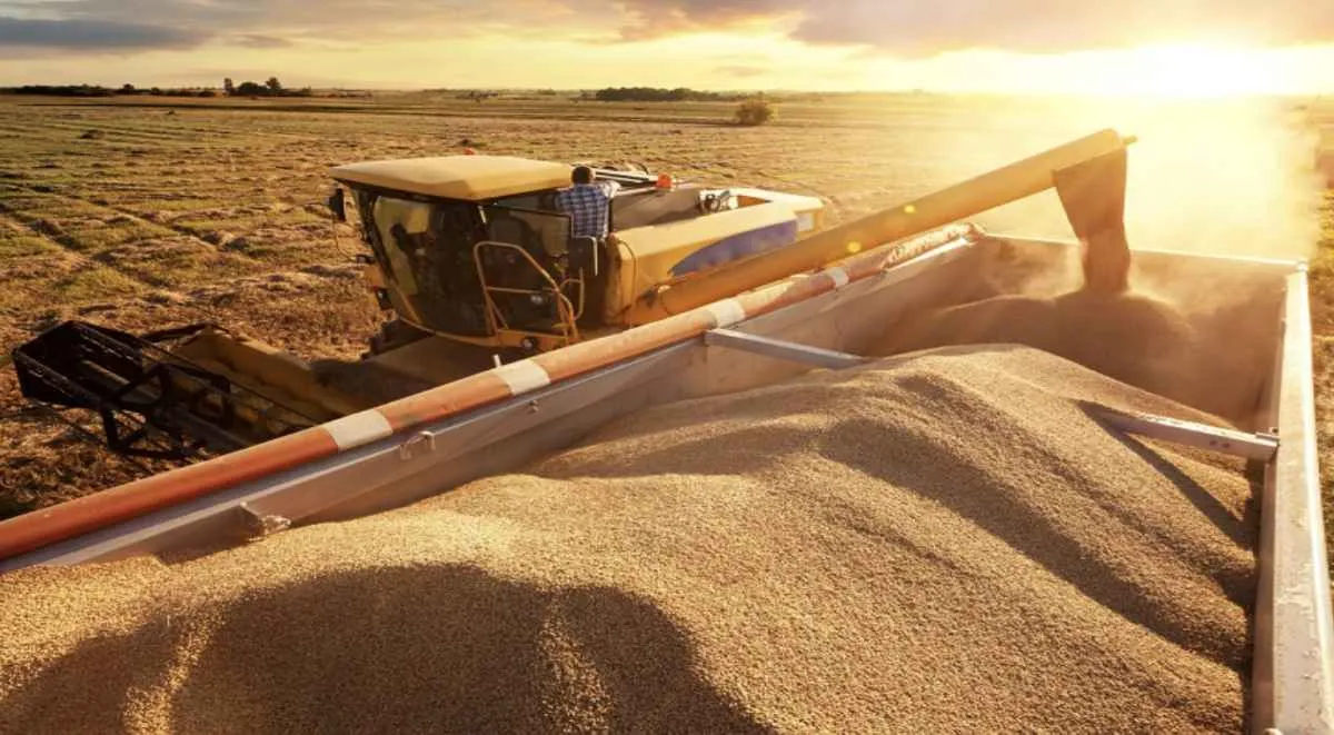 Colheita do milho avança na Bahia com boa produtividade 