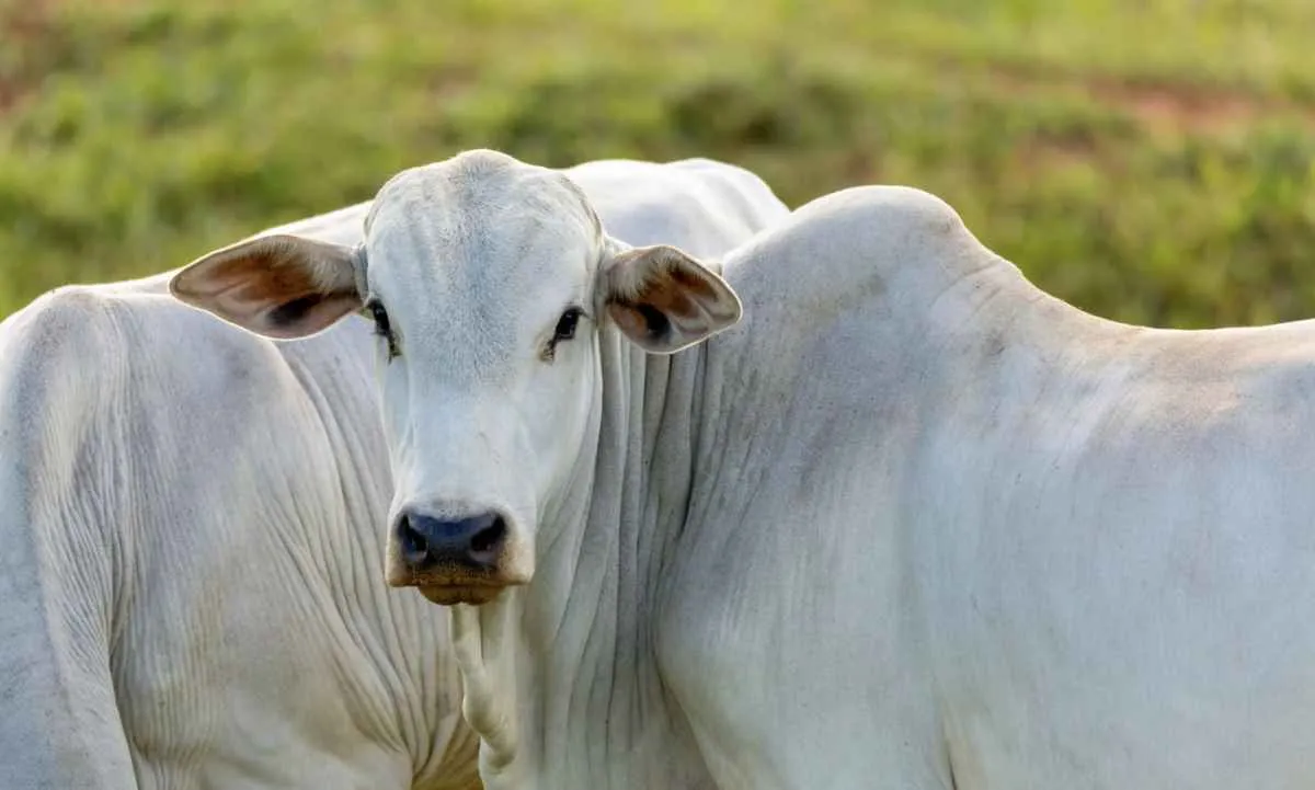 Frigoríficos disputam animais e preços da arroba seguem firmes em junho