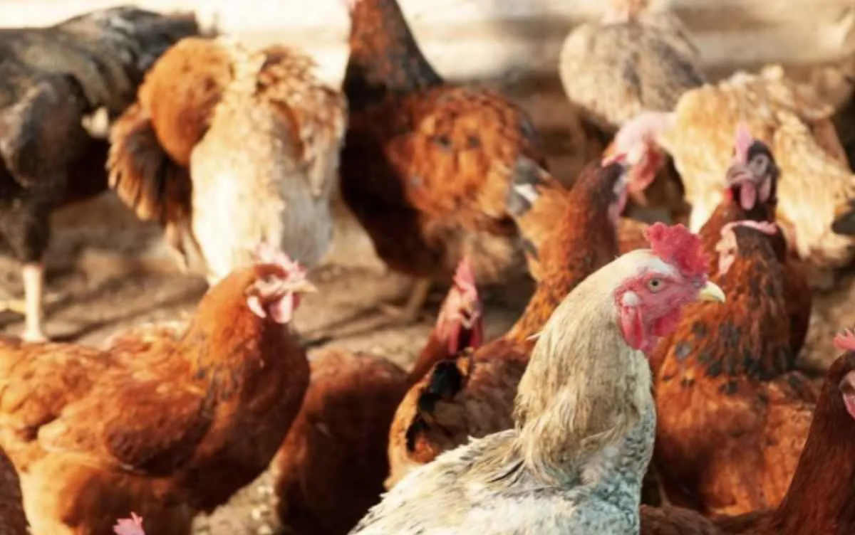 Goiás confirma primeiro caso de gripe aviária em aves de subsistência e intensifica medidas de contenção